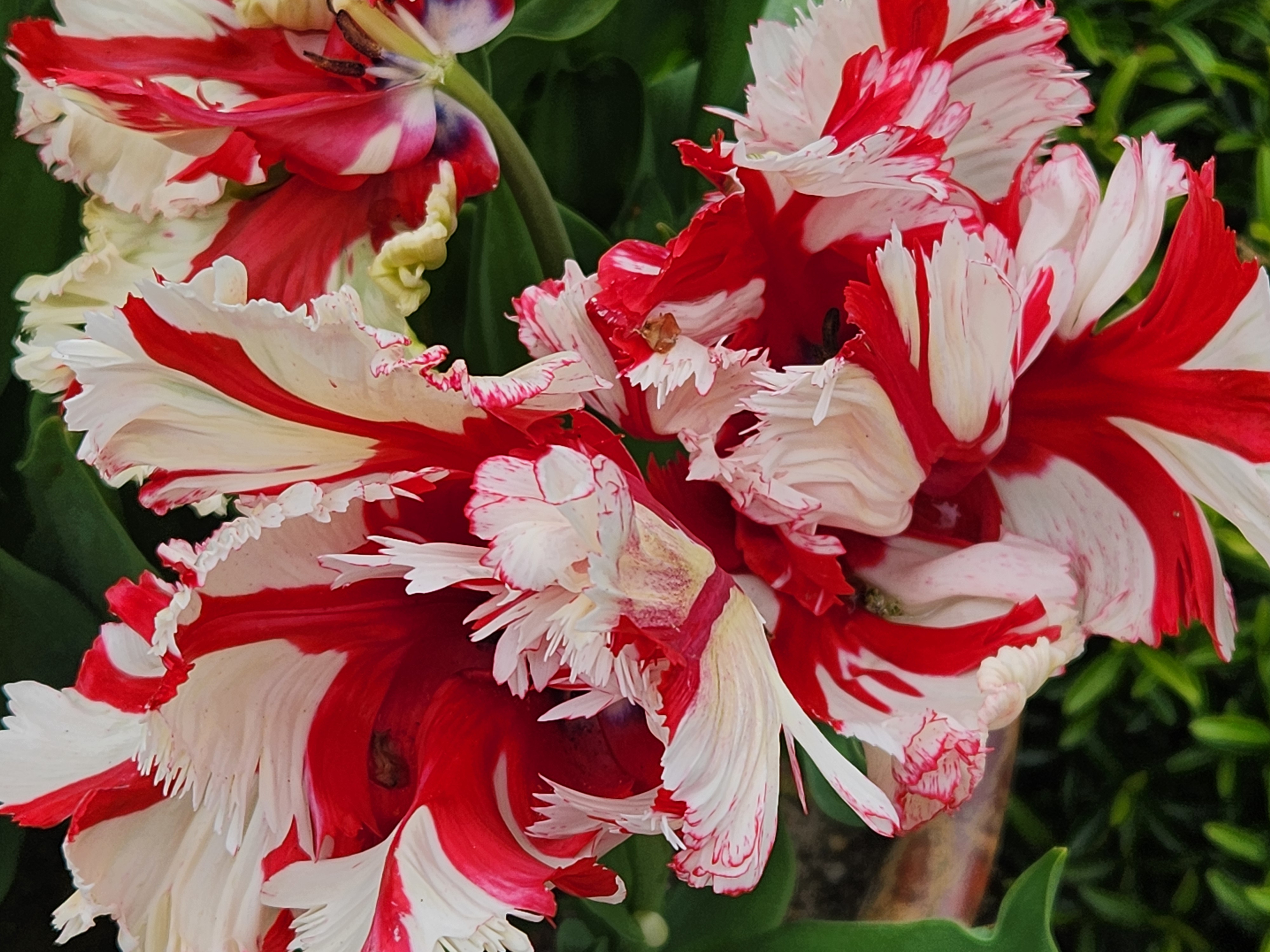 Red and white striped tulips at Hortus Botanicus. Photo by Katie Kammler.