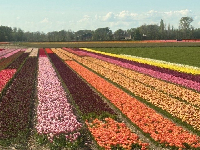 Tulip field at Keukenhof in the Netherlands. Photo by Patrick Byers.