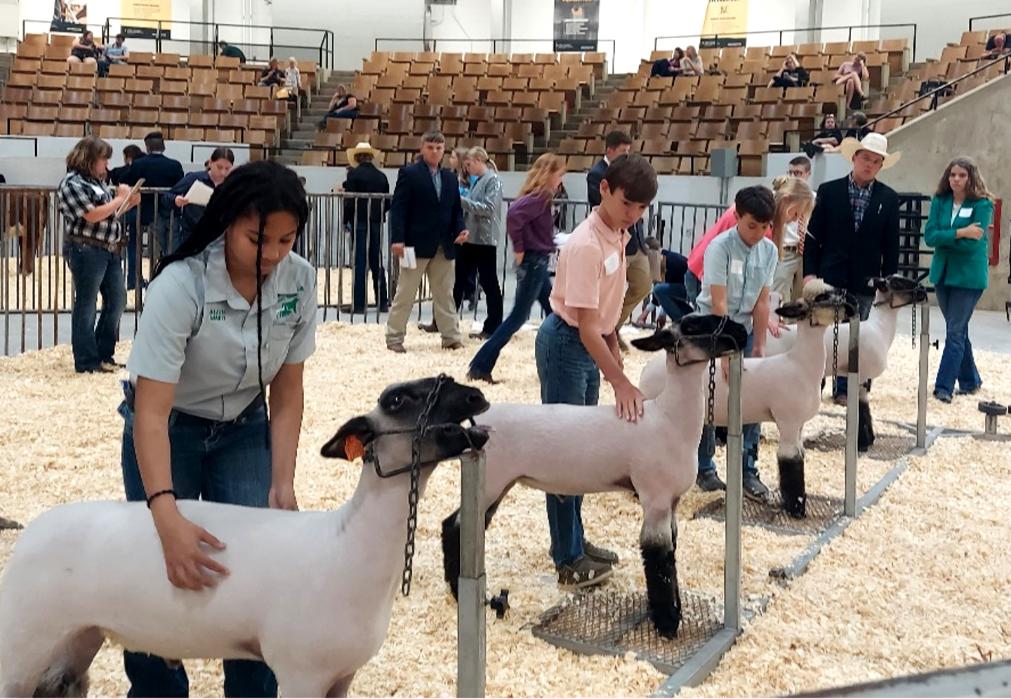 Youths judge a class of lambs at the 2024 State 4-H Livestock Judging Contest.