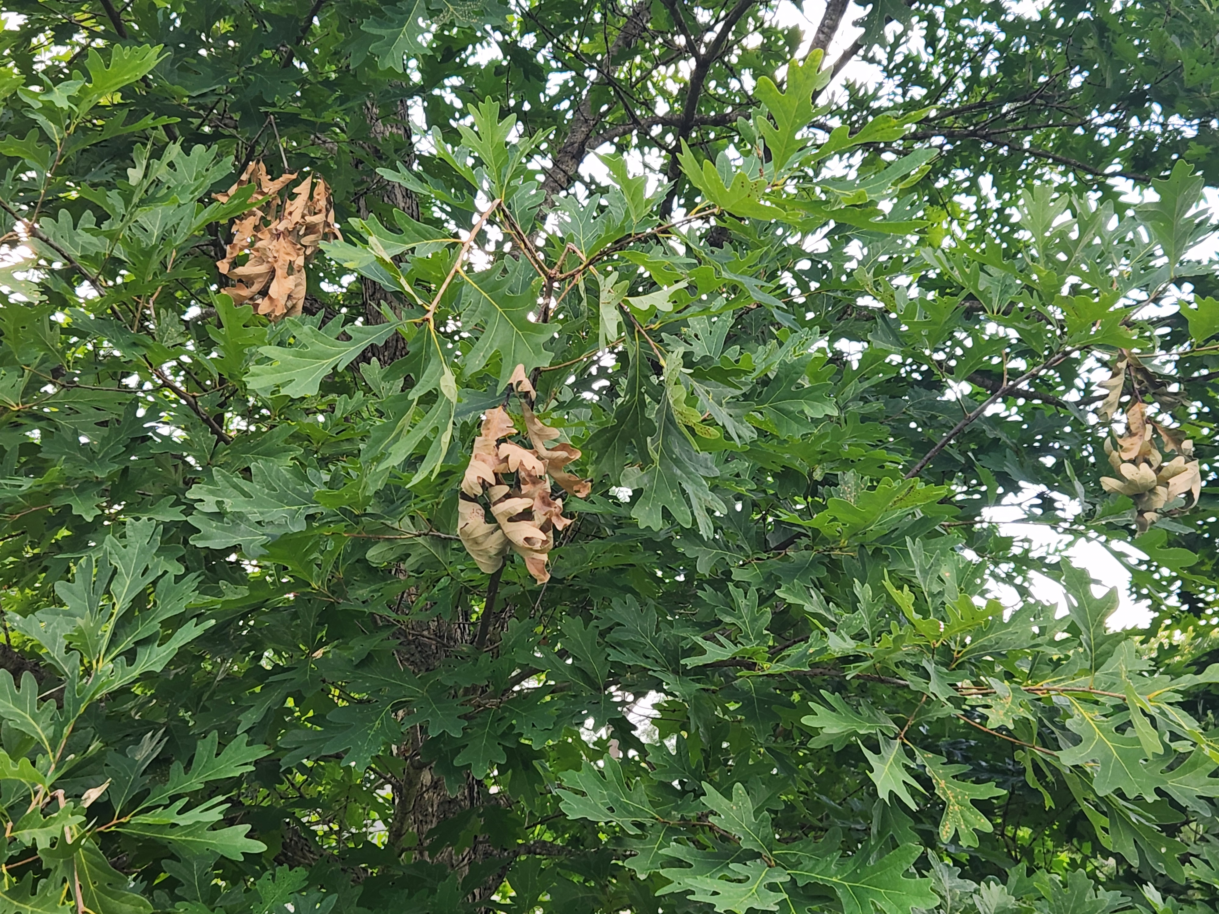 Cicada damage to white oak tree branches. Photo by Hank Stelzer.