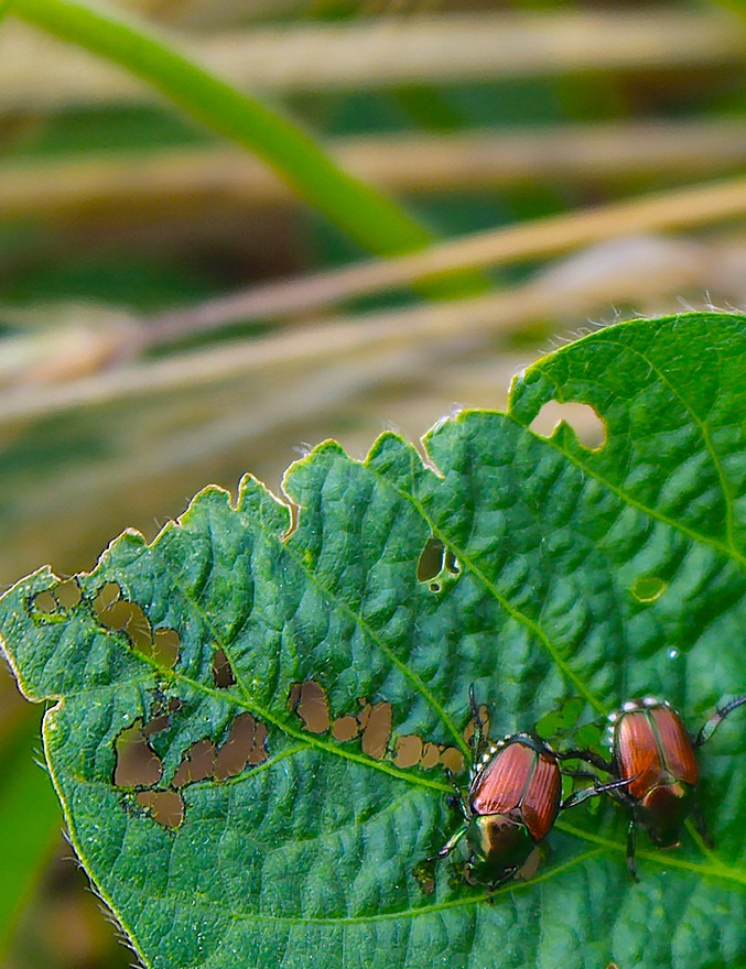 MU Extension state entomologist Ivair Valmorbida recommends scouting for the presence of Japanese beetles. Photo by Linda Geist.