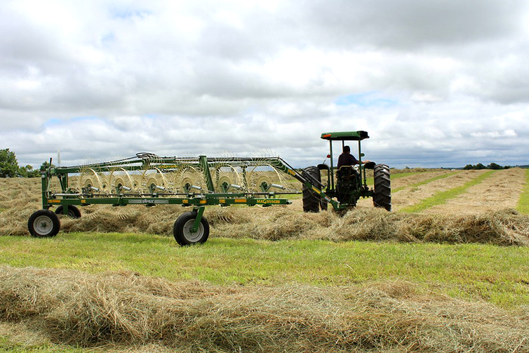 This time of year, pop-up showers and storms are a risk to hay that has been mowed but not yet baled. Keep an eye on weather forecasts and understand how different types of rainfall affect cut hay, says MU Extension agronomist Hunter Lovewell. Photo by Linda Geist.