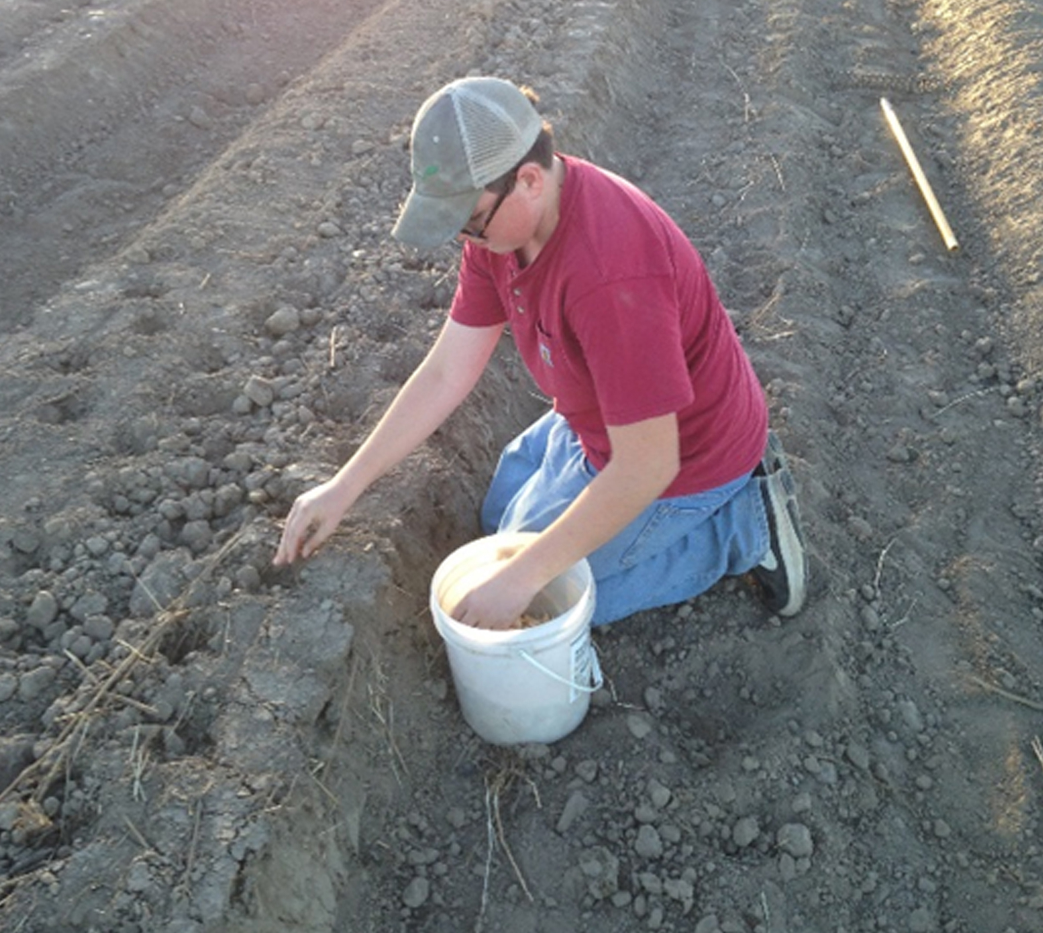 Fall is the ideal time to plant garlic in the Midwest, according to MU Extension state horticulturist David Trinklein. Fall planting allows roots to develop. Photo courtesy of Rusty Lee.