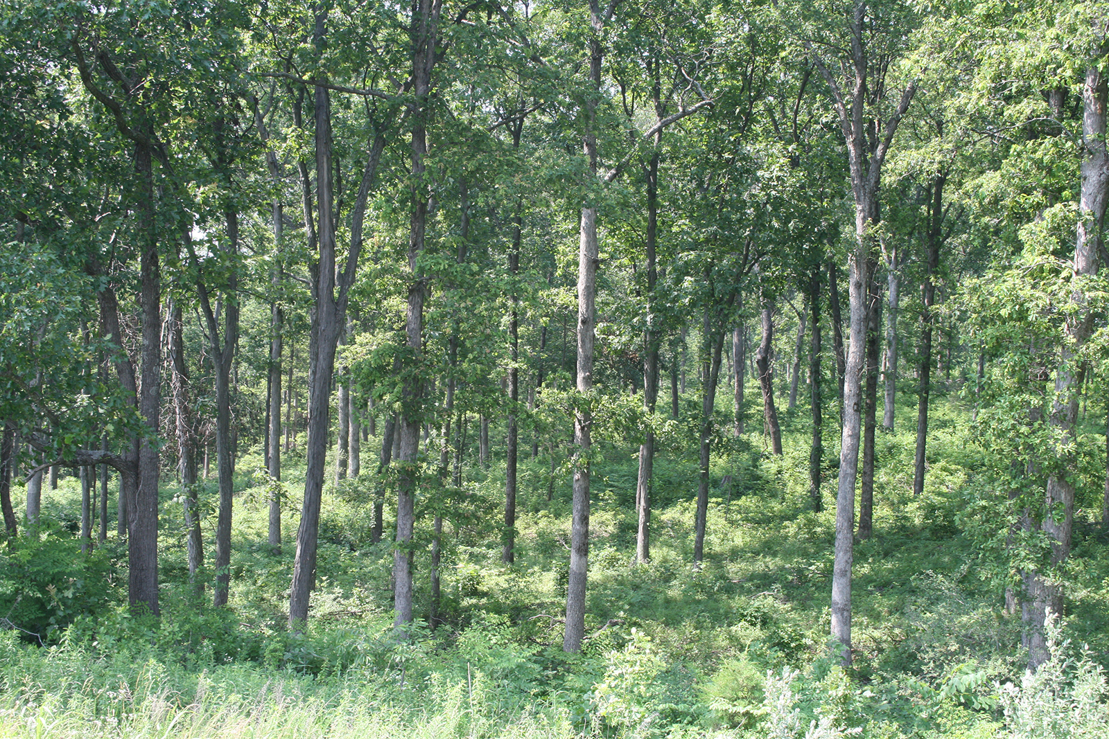 Forests play a critical role in removing carbon dioxide from the atmosphere. Photo by Hank Stelzer, University of Missouri Extension forestry state specialist.