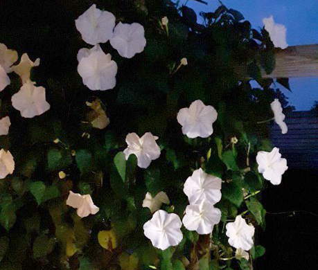 Moonflower. Photo courtesy of Jennifer Schutter, MU Extension.