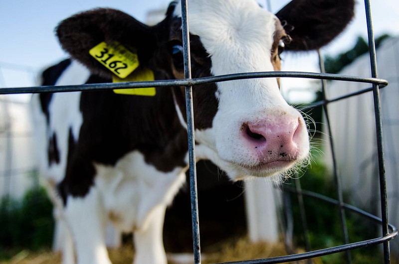 Calf at the MU Foremost Dairy, Columbia. File photo by Morgan Lieberman.