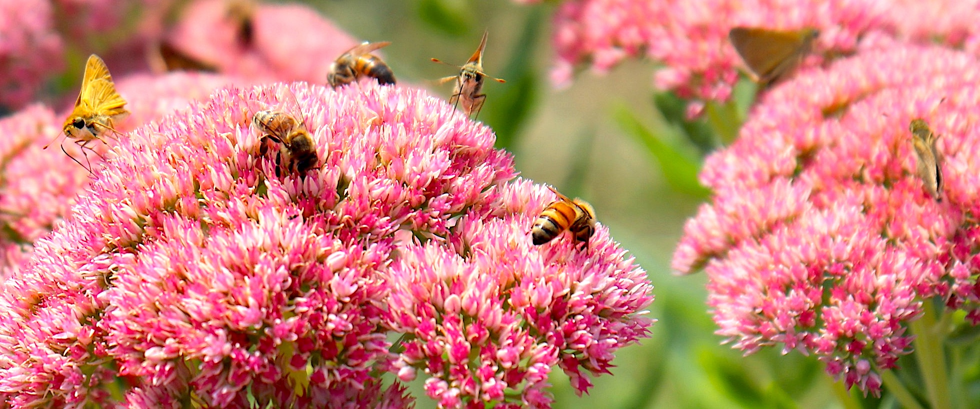 Sedums are a favorite of pollinators who fuel up on these late-season bloomers that provide color and leaf interest when other flowers have faded. Photo by Linda Geist.