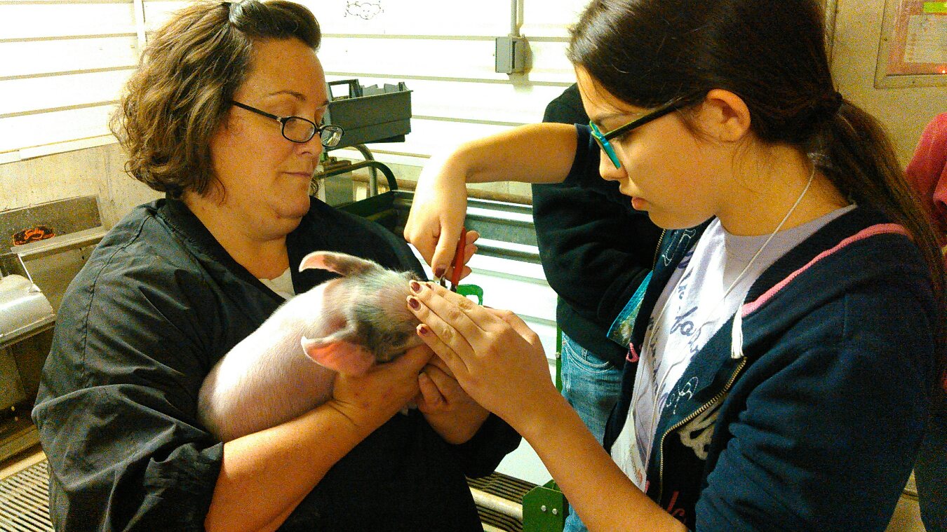 Clipping needle teeth during a swine reproduction breakout session at a previous Pearls of Production conference. Photo by Heather Conrow. 