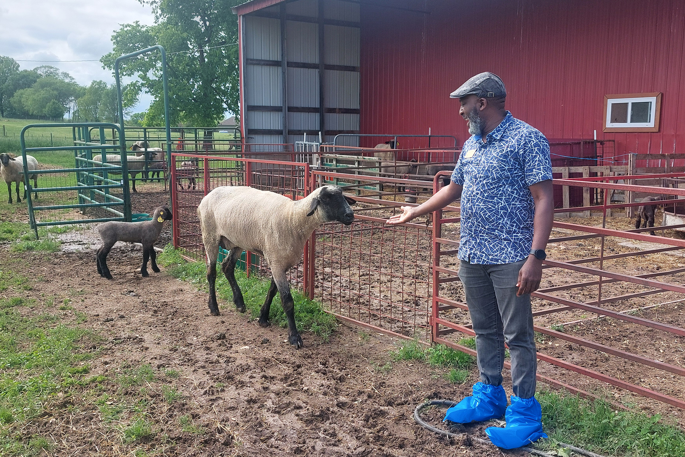 David Brown at sheep farm.