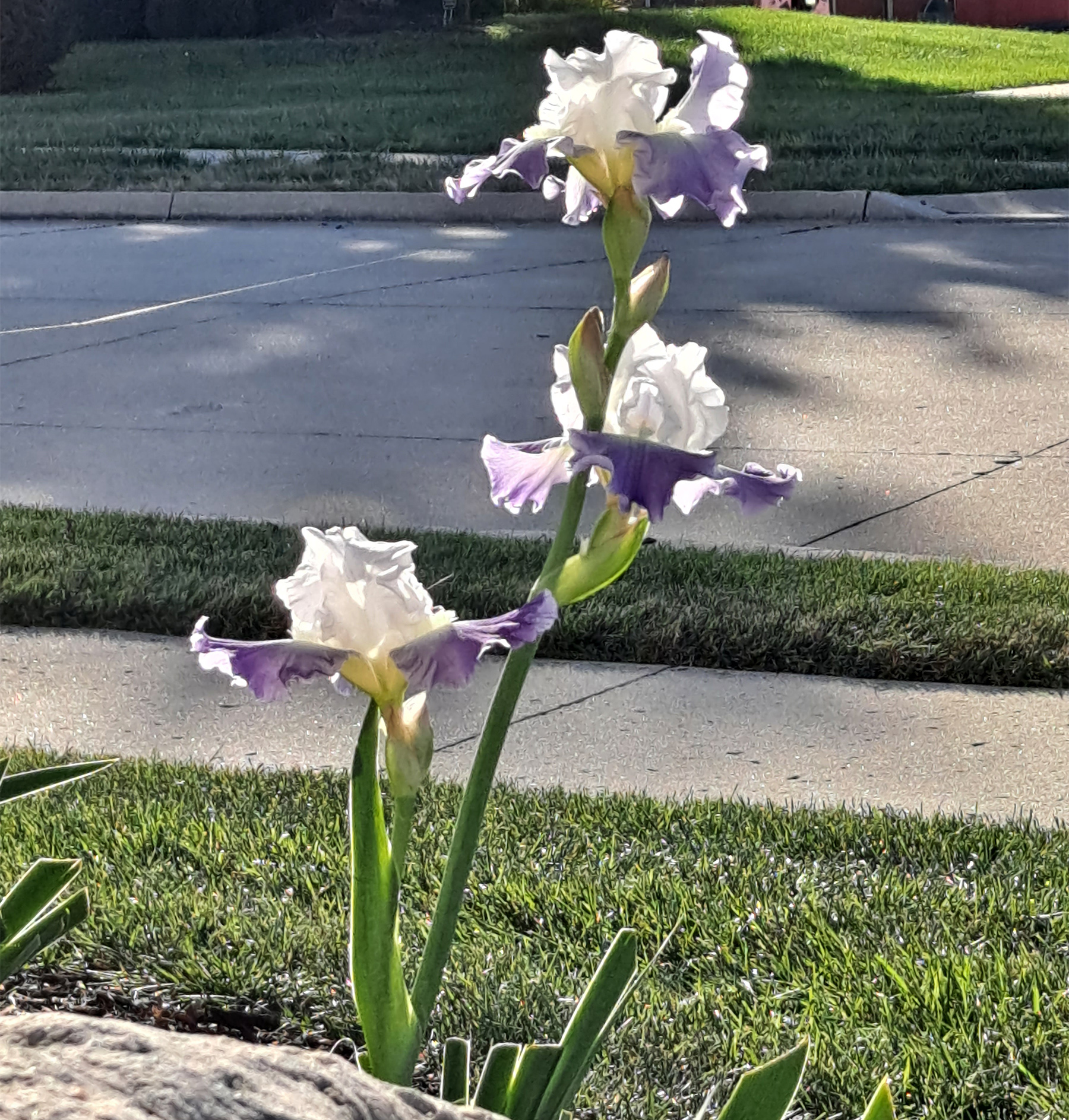 Reblooming iris.