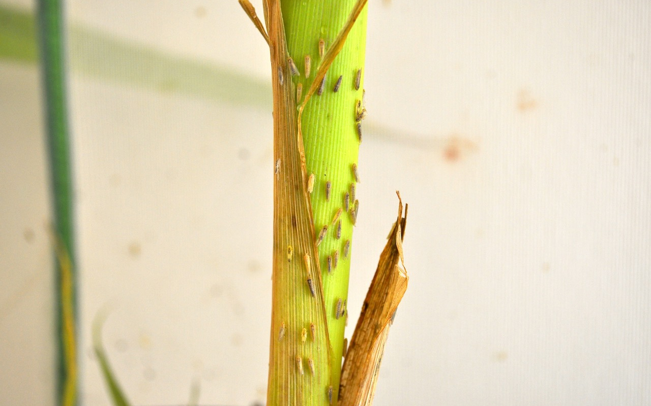 Corn leafhopper