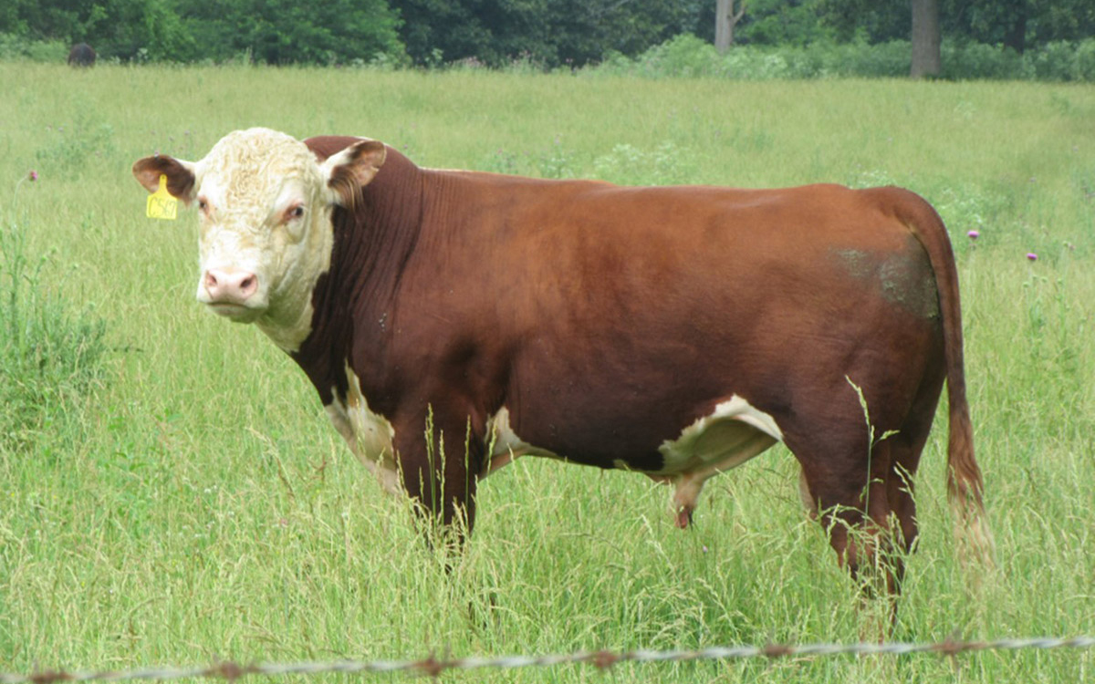 Hereford bull. 