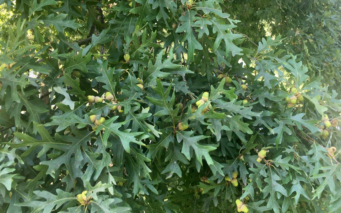 Oak leaves and acorns. Photo by Hank Stelzer/MU Extension.