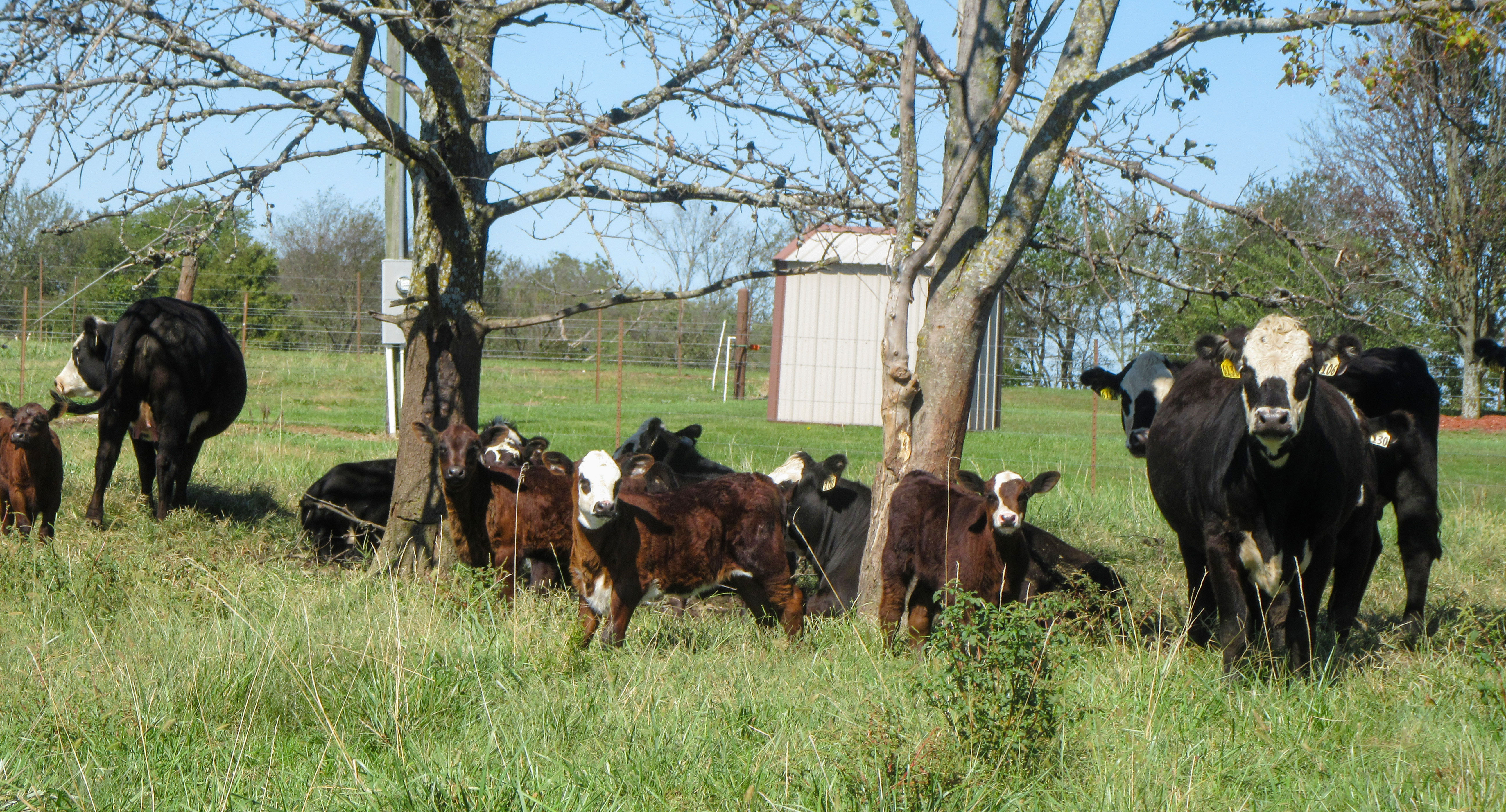 Show-Me-Select heifers with their first calves on the ground. File photo.