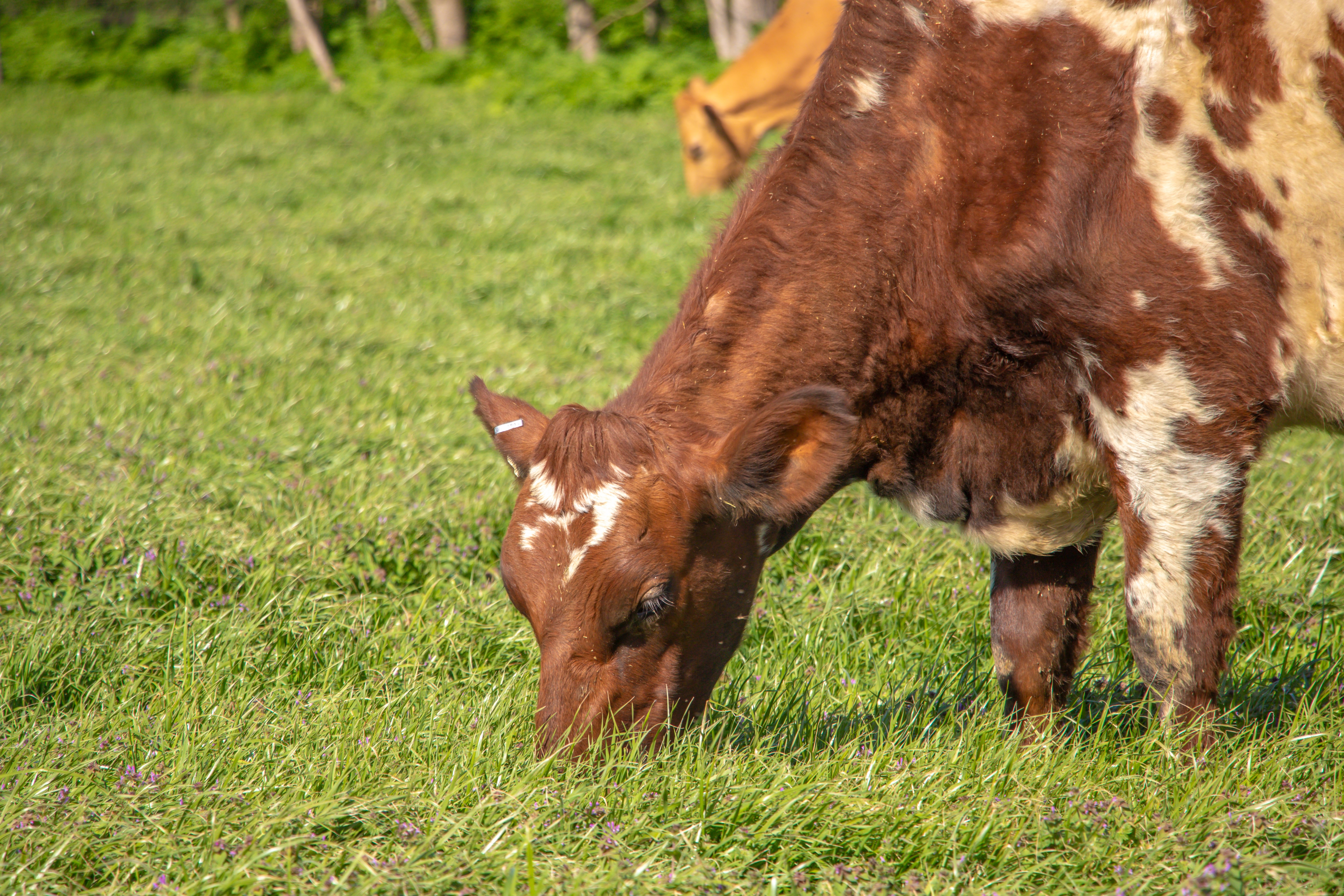 Ayrshire dairy cow grazing on Missouri pasture. Photo by Chloe Collins.