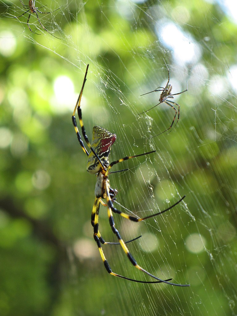 Female Joro spider with the much smaller male. Photo by Micha L. Rieser, via Wikimedia Commons. Attribution required.