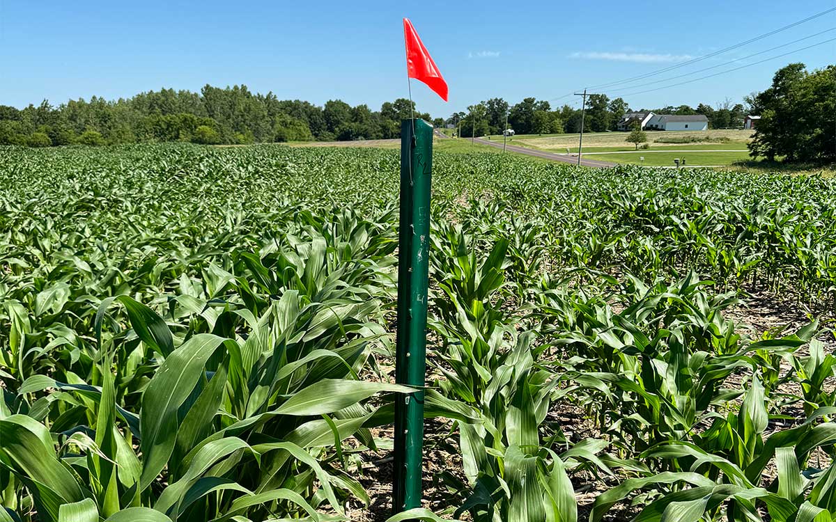 In this research plot at the MU Bradford Research Farm, soil has been treated with chemical fertilizer as part of a five-year multistate study of how different fertilizer treatments affect corn yields. Photo by Teng Lim, University of Missouri.