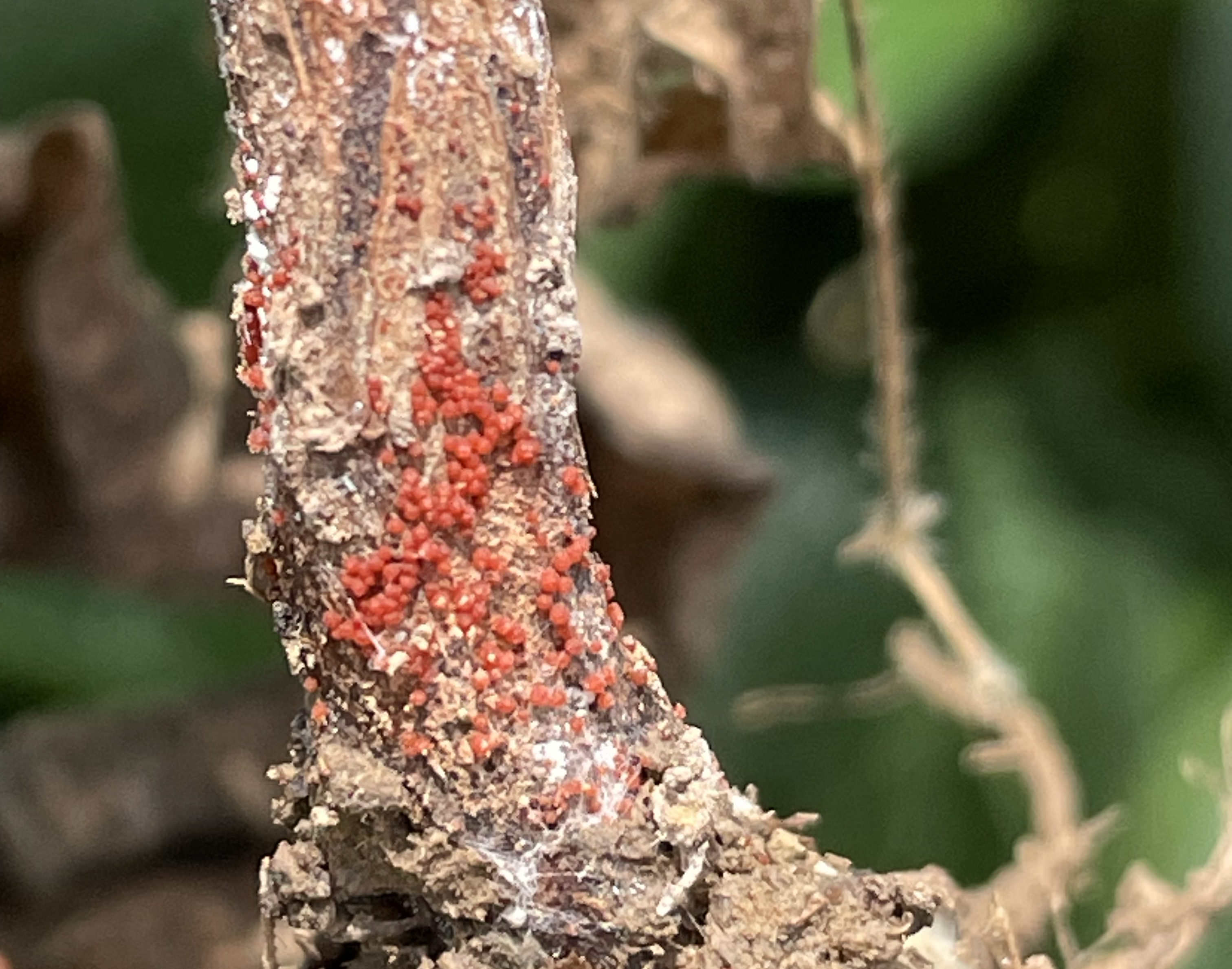 Closeup of red spheres (perithecia) that appear on the roots of soybean infected with red crown rot, a yield-robbing soybean disease recently confirmed in Missouri for the first time. Photo courtesy of Mandy Bish, MU Extension plant pathologist.