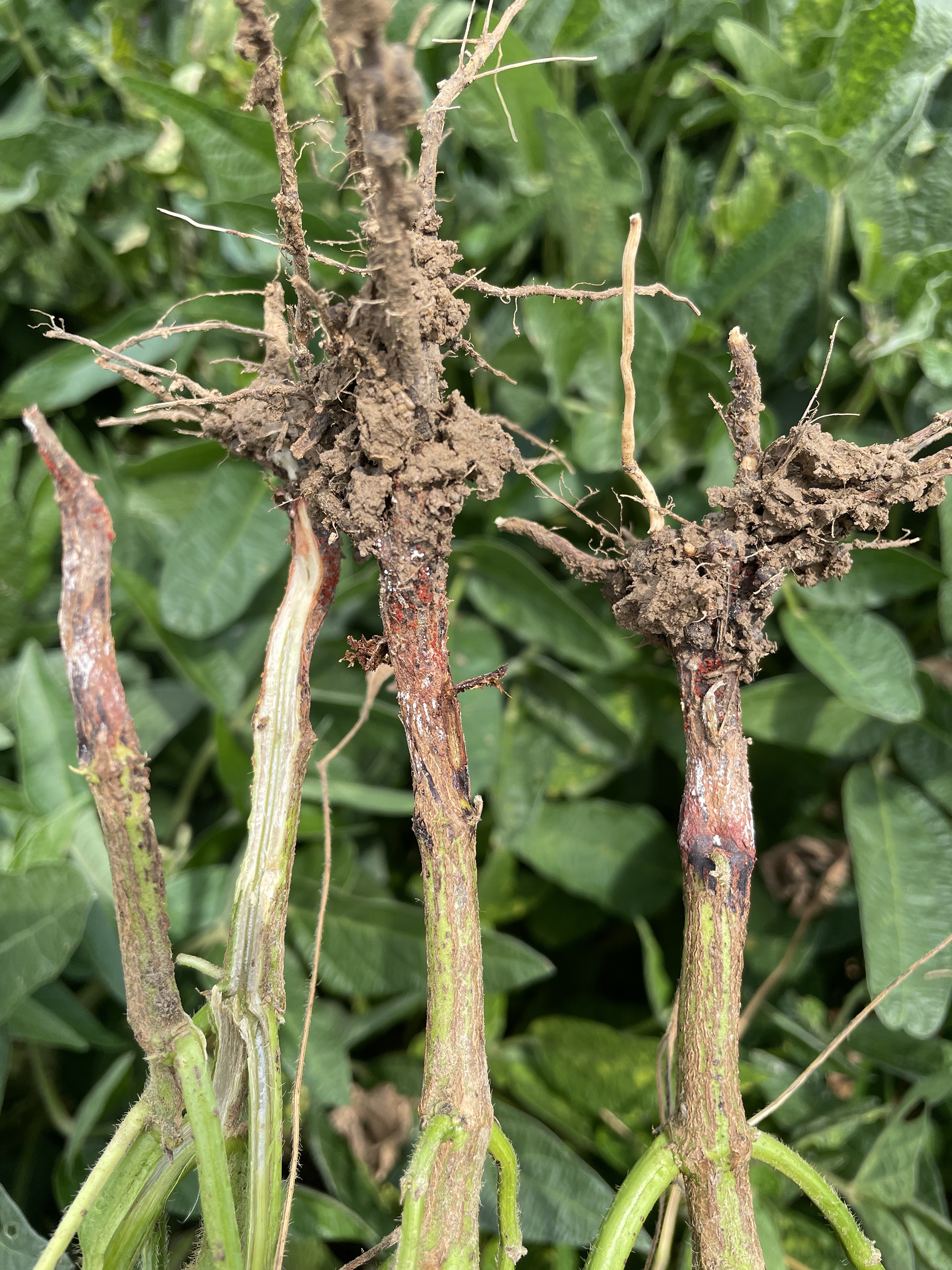 Symptoms of red crown rot disease include reddish discoloration at the base of the stem and root near the soil line. White fungal growth (mycelia) may be visible on the roots along with red spheres (perithecia). Photo courtesy of Mandy Bish, MU Extension plant pathologist.