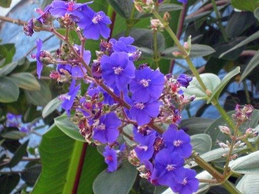 African violet