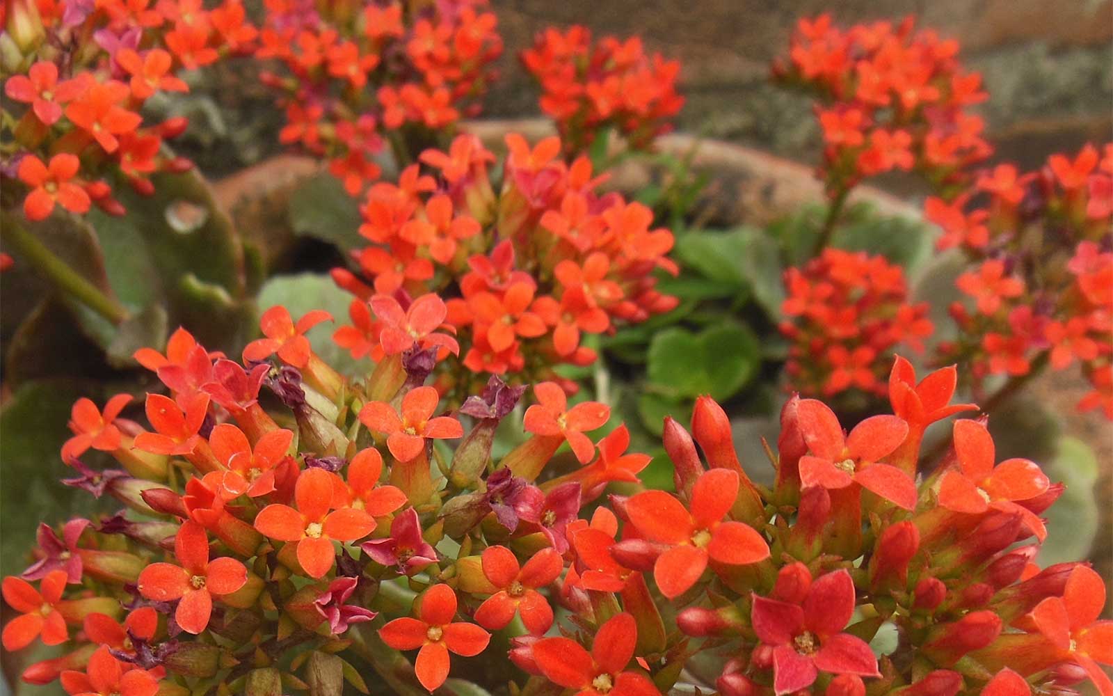 Florist's kalanchoe. Photo by Hitro Milanese, licensed under CC-BY-SA-3.0