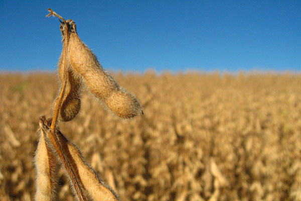 Mature soybean. Stock photo.