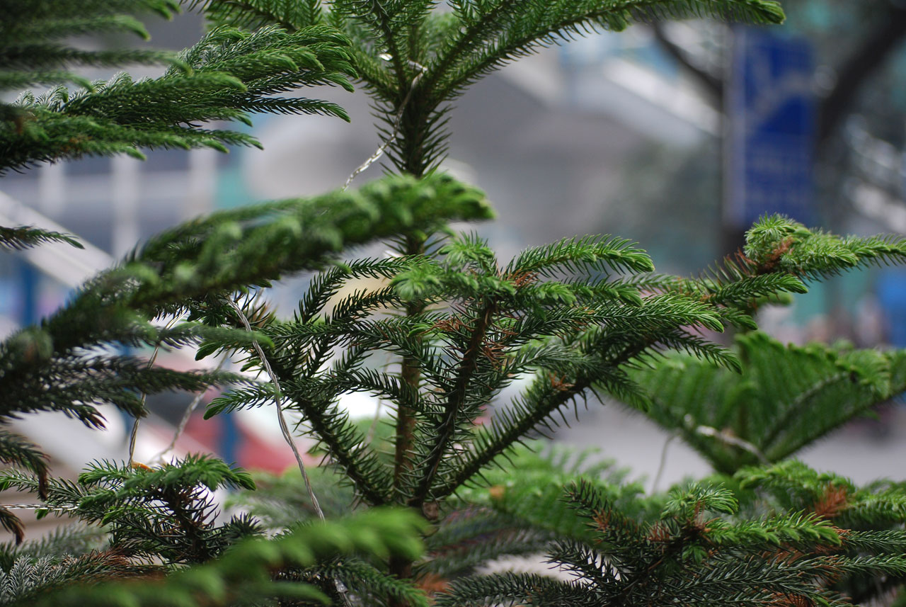 Norfolk Island pine