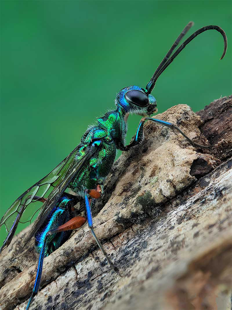 Jewel wasp. Stock photo.