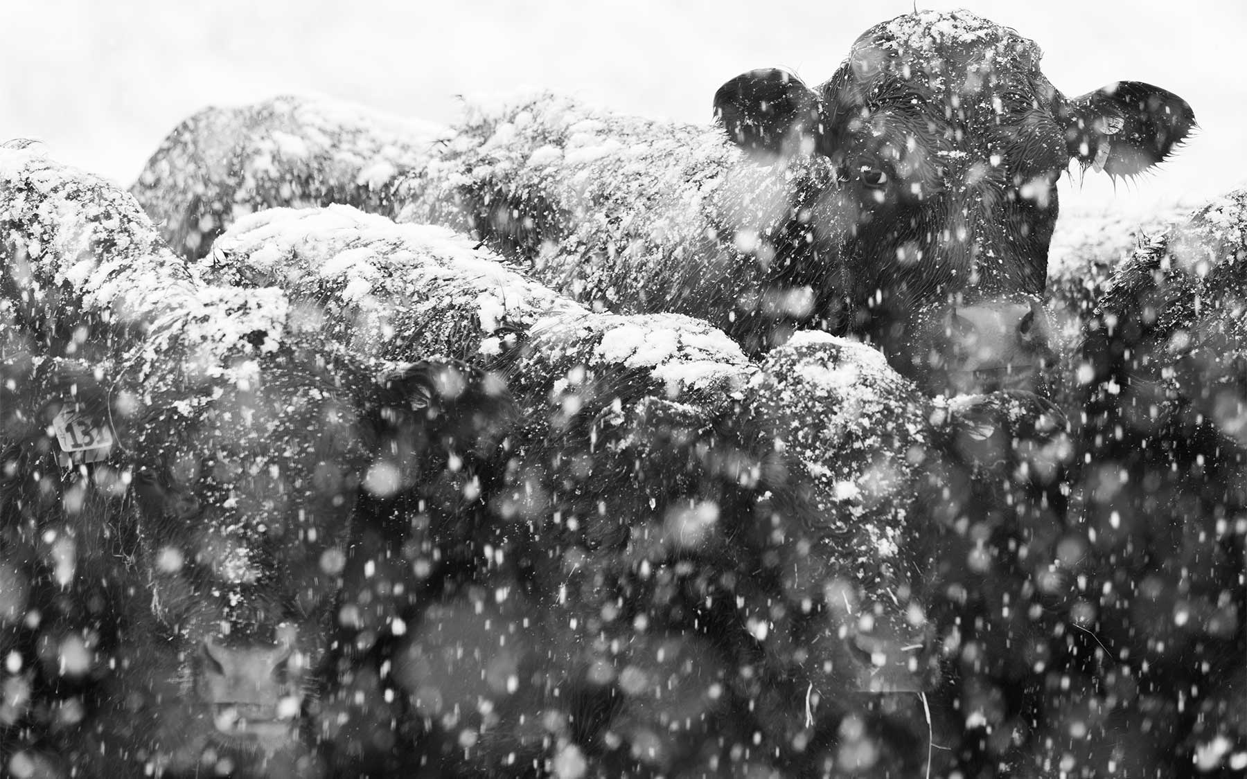 Cattle in snow. Stock photo.