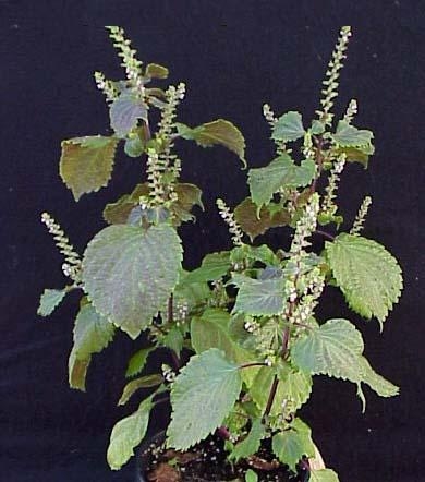 Perilla mint.