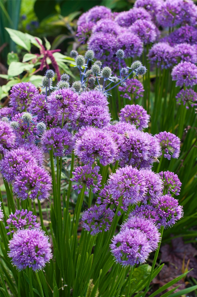 Millennium, an ornamental onion hybrid.National Garden Bureau Inc.