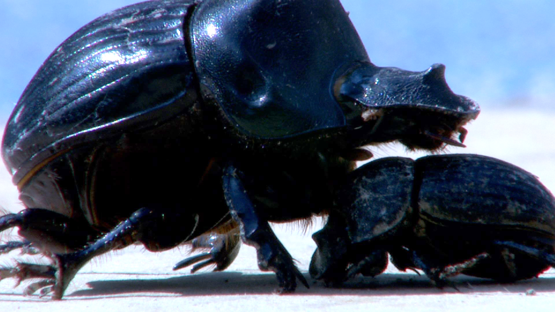 Dung beetles trapped at an Aug. 18 field day at MU Wurdack Farm included Dichotomius carolinus, left, and members of the genus Onthophagus.MU Cooperative Media Group 