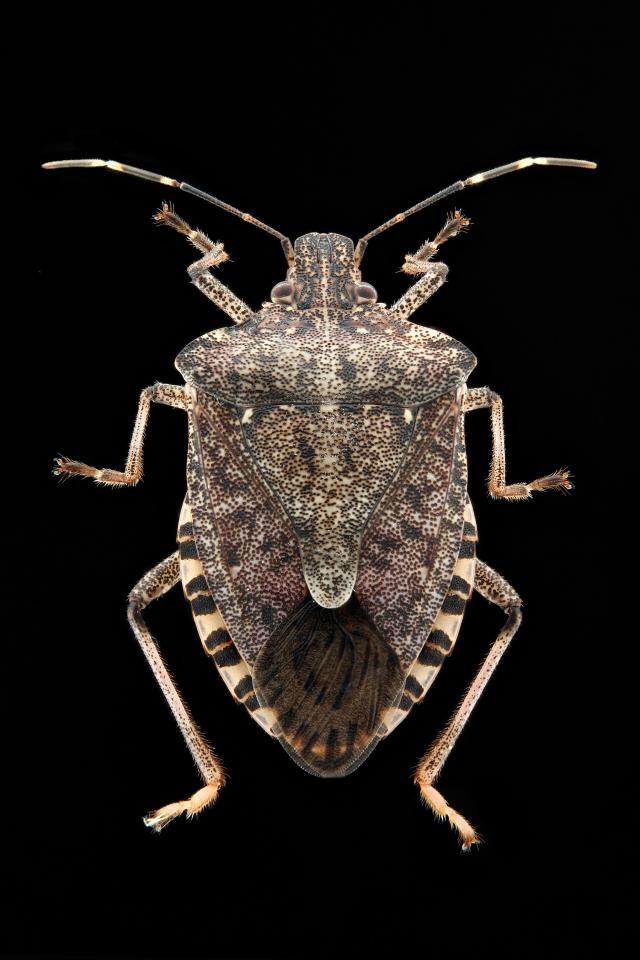 Brown marmorated stink bug. U.S. Army photo.