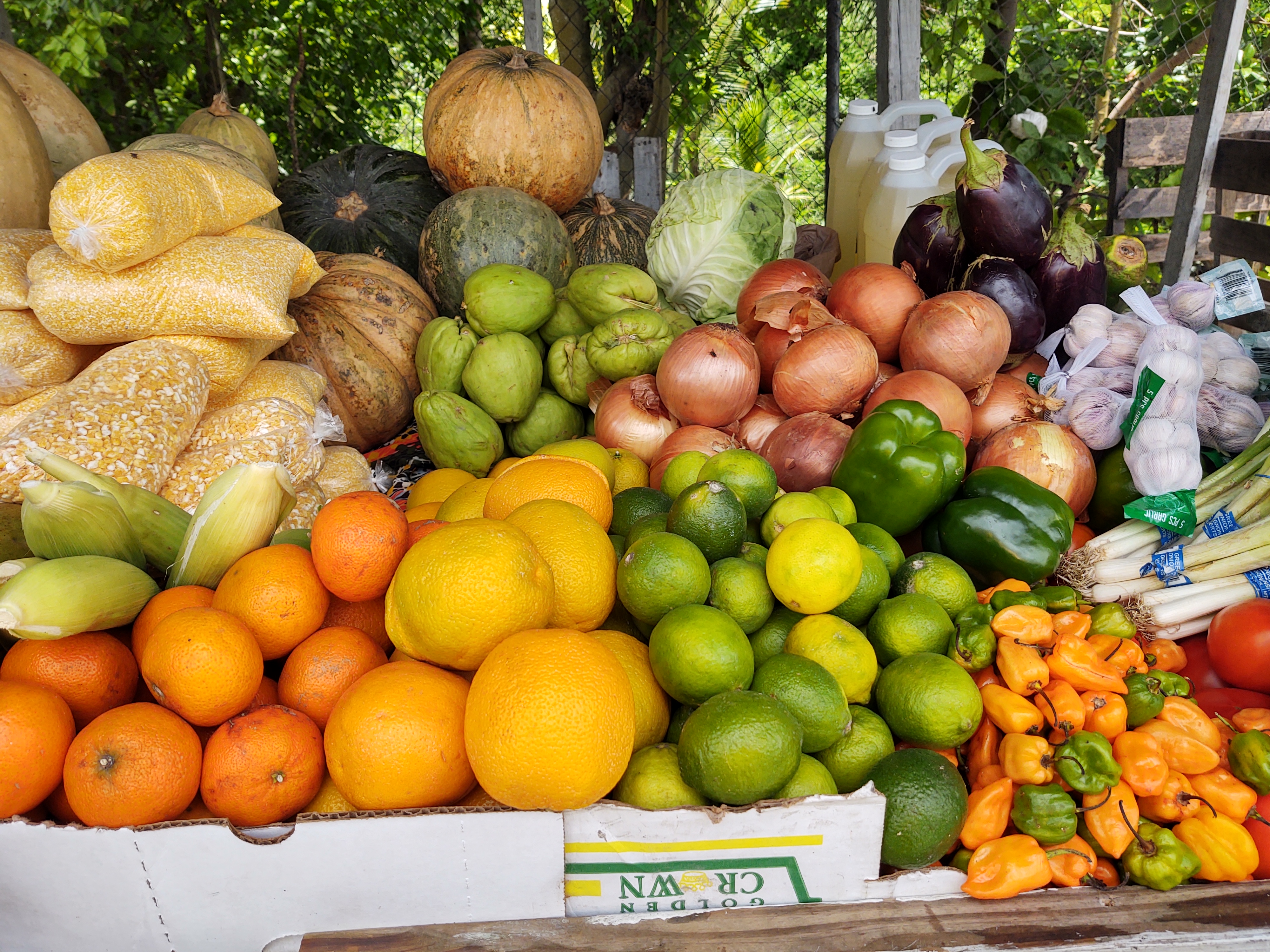 There are many native plants that grow easily in the dry soil, including mango, soursop and plantains. Photo courtesy of Pat Miller.