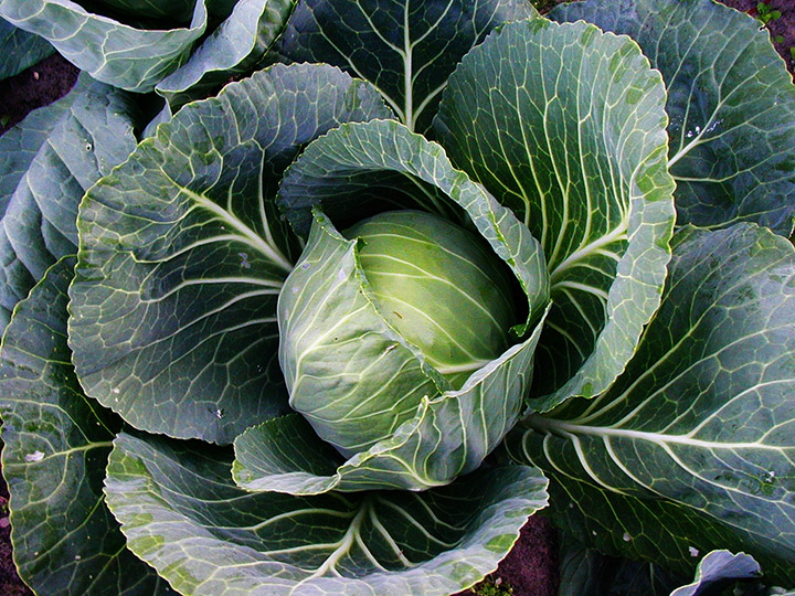 CabbageUSDA - Public Domain