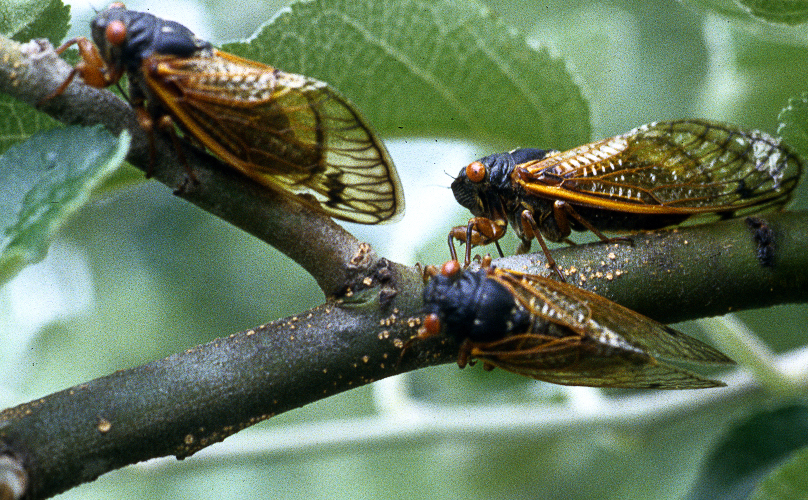 Adult periodical cicadas.