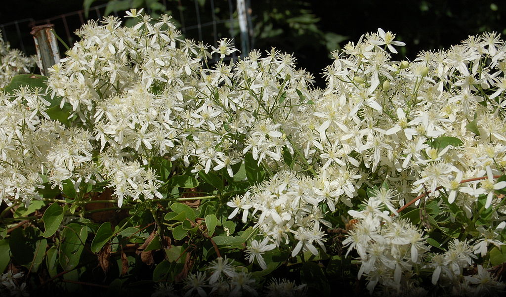 Sweet autumn clematis.Photo by Katrina Wiese [CC BY-SA 2.0] via Wikimedia Commons