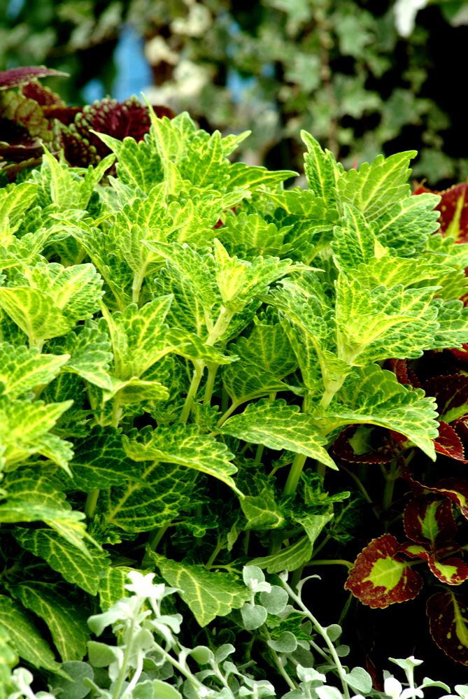 Coleus - Electric LimeNational Garden Bureau Inc.