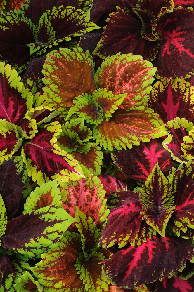 Coleus - Kong Empire MixNational Garden Bureau Inc.