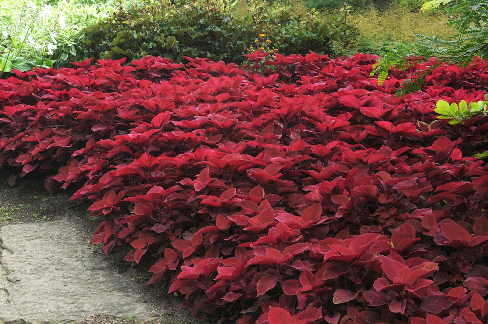 Coleus - RedheadNational Garden Bureau Inc.