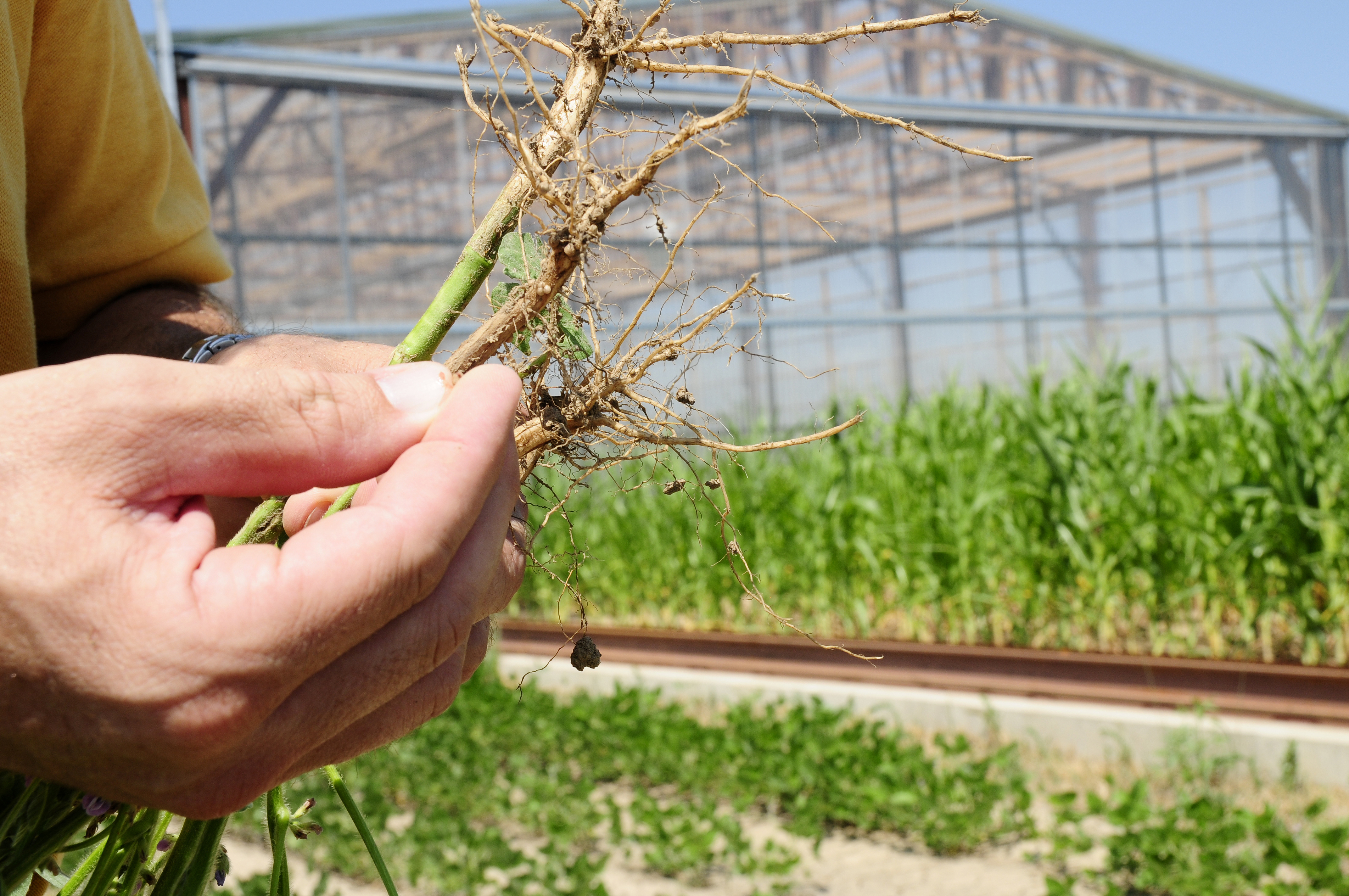 Drought impacts the roots of crops like these soybeans. Two new drought simulators at the University of Missouri hope to expand what is known about how plants respond to the lack of water. Roger Meissen/MU Cooperative Media Group