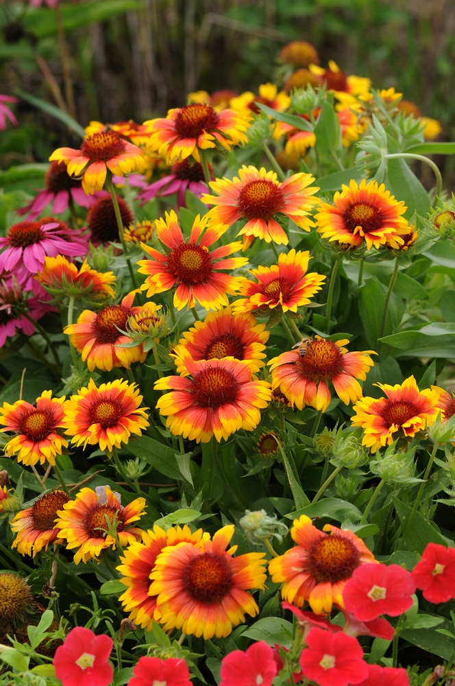 Gaillardia 'Mesa Bright Bicolor.' Photo courtesy National Garden Bureau Inc.