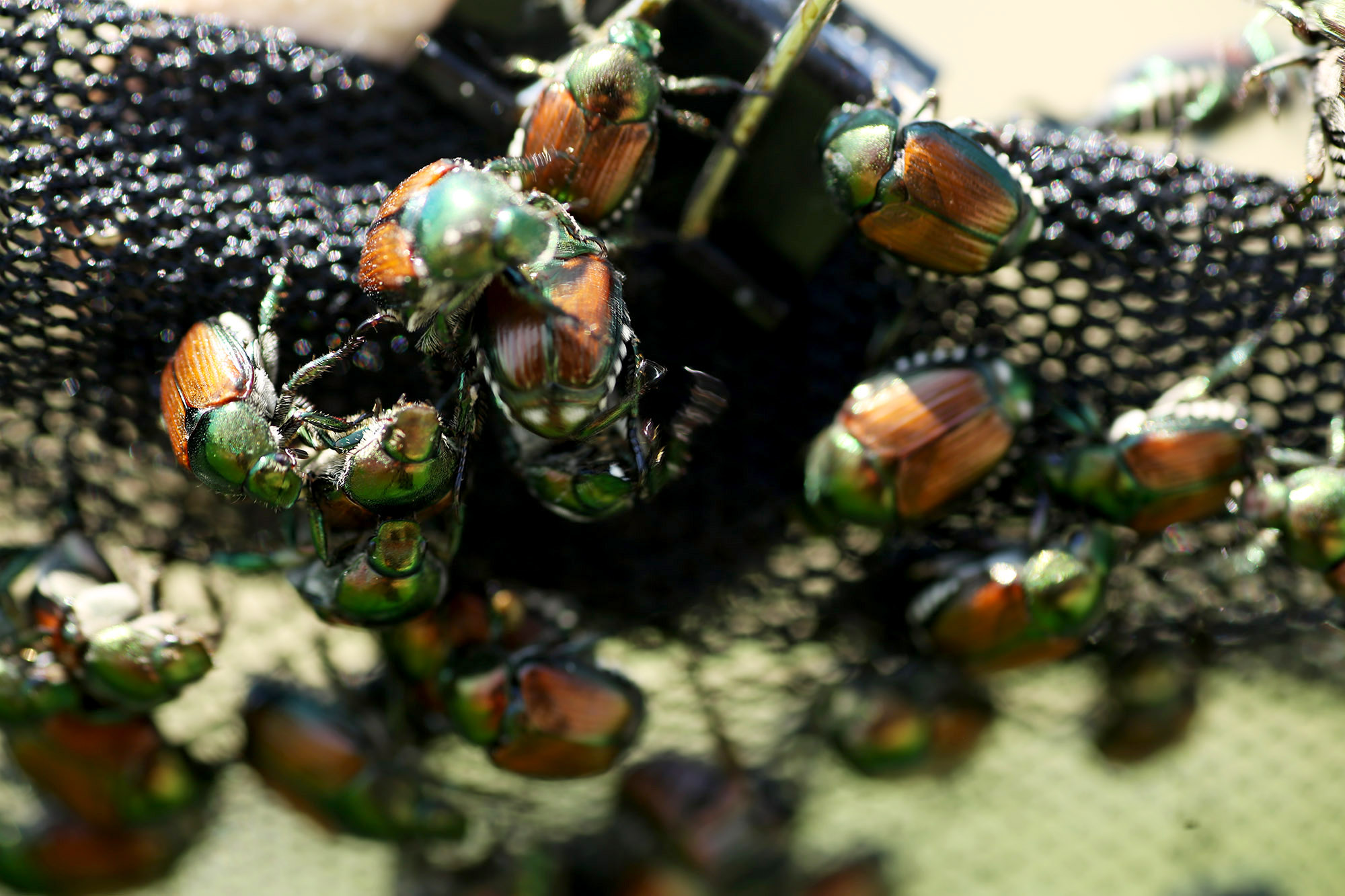 Foliage-eating Japanese beetles frustrate both farmers and home gardeners. Photo by Jessi Dodge, MU Extension.