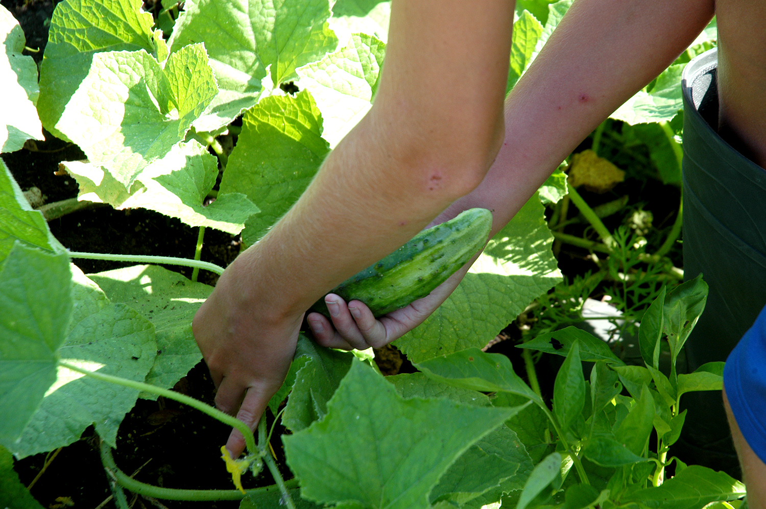 Joseph Berg harvesting a cucumber from his garden.Debbie Johnson, MU Extension