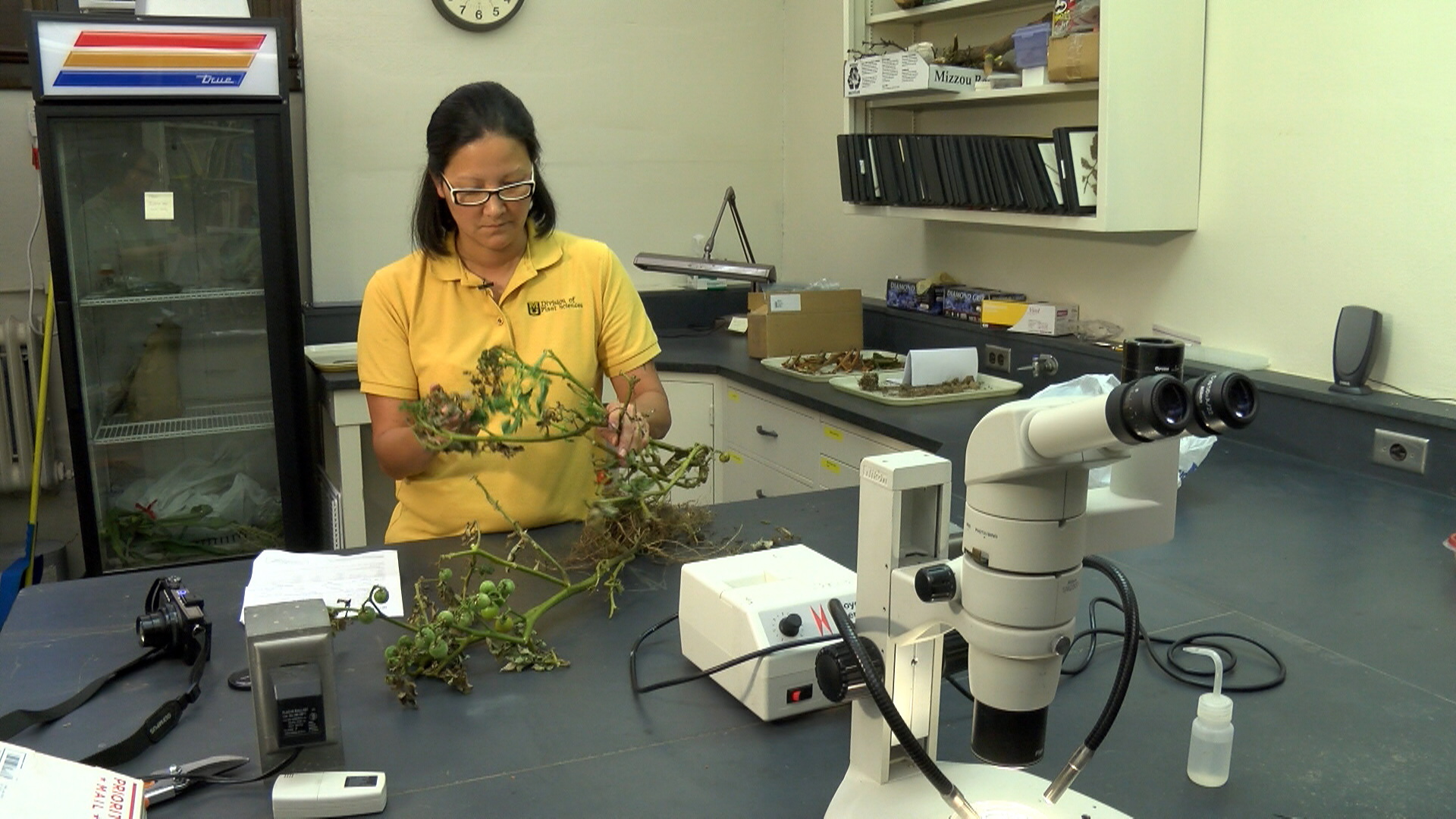 Clinic director Patti Wallace looks at ailing tomato plant.Jon Lamb, University of Missouri Extension Communications