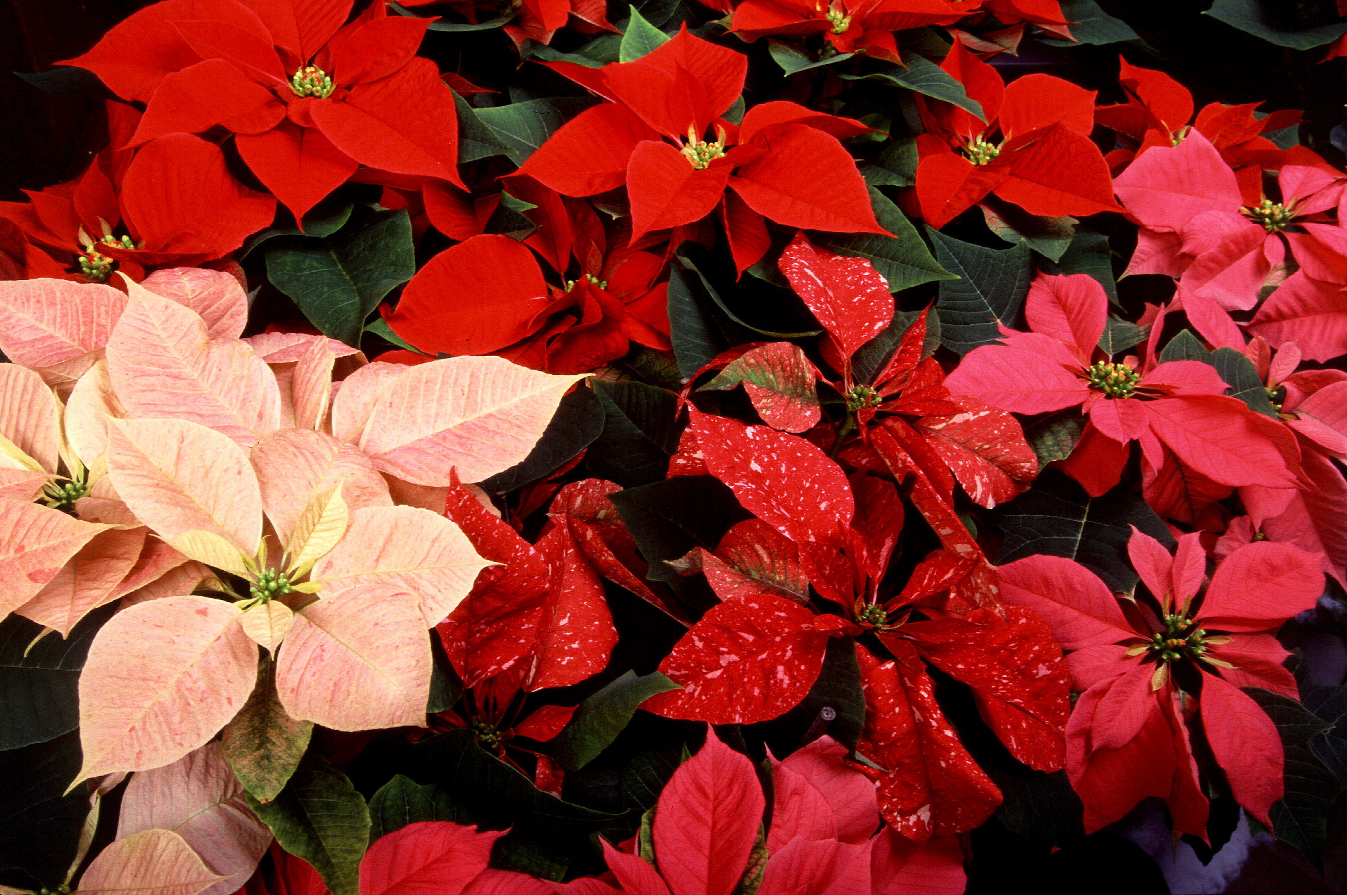 The showy parts of this plant are specialized leaves called bracts. The true flowers, called cyathia, are located at the center of the plant.Photo by Scott Bauer, USDA. 