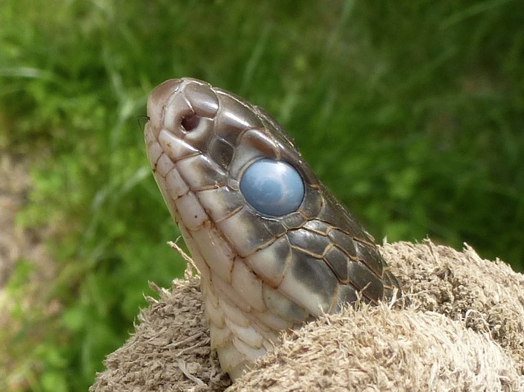 Rat snake molting in the Missouri Ozarks. Photo by Bob Warrick. Shared under a Creative Commons license (CC-BY-SA 4.0).