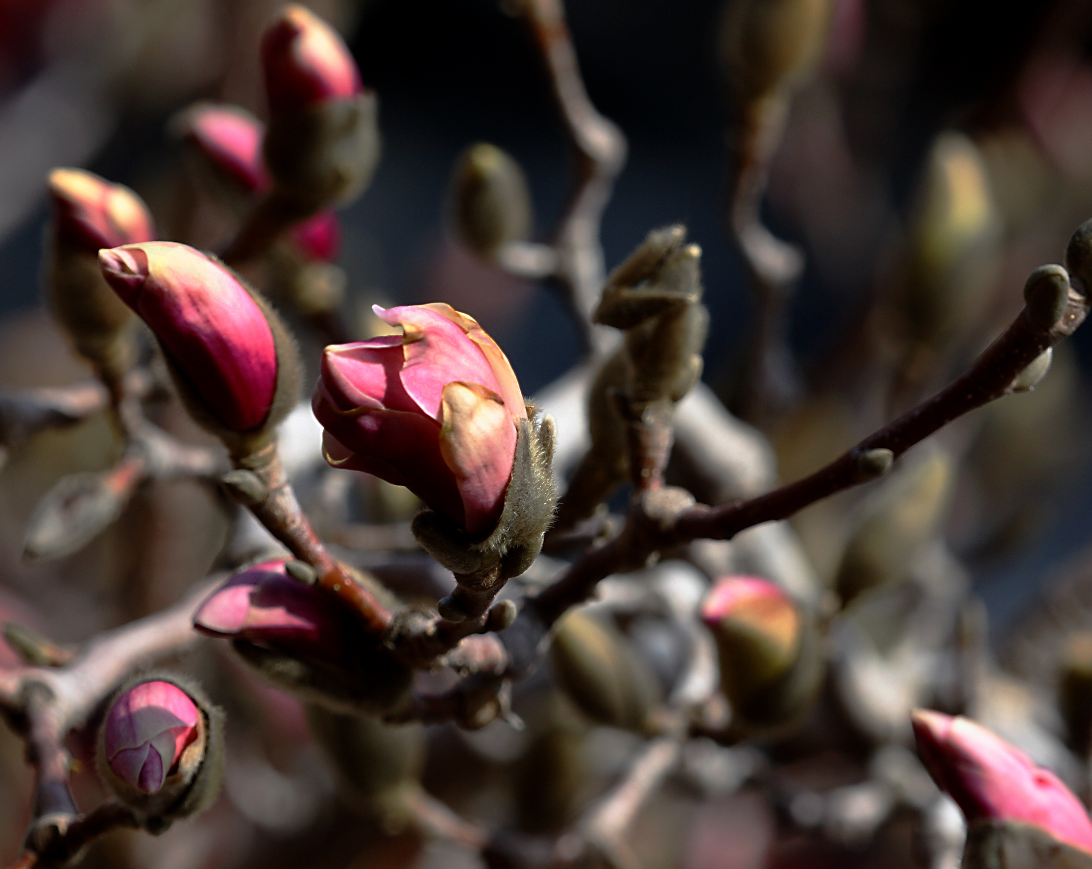 "I love spring anywhere, but if I could choose, I would always greet it in a garden." ~  Ruth Stout, author of “No-Work” gardening booksEric Hill