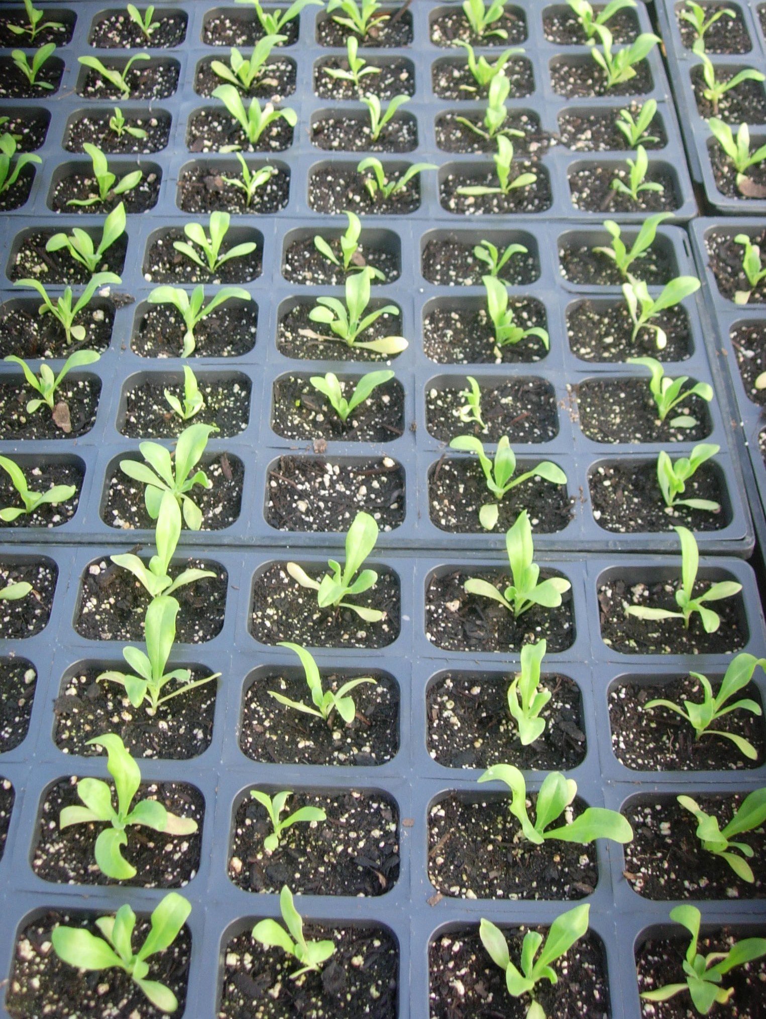 Germinating seeds in a protected environment lowers seedling mortality and can boost seedling vigor.University of Missouri Extension