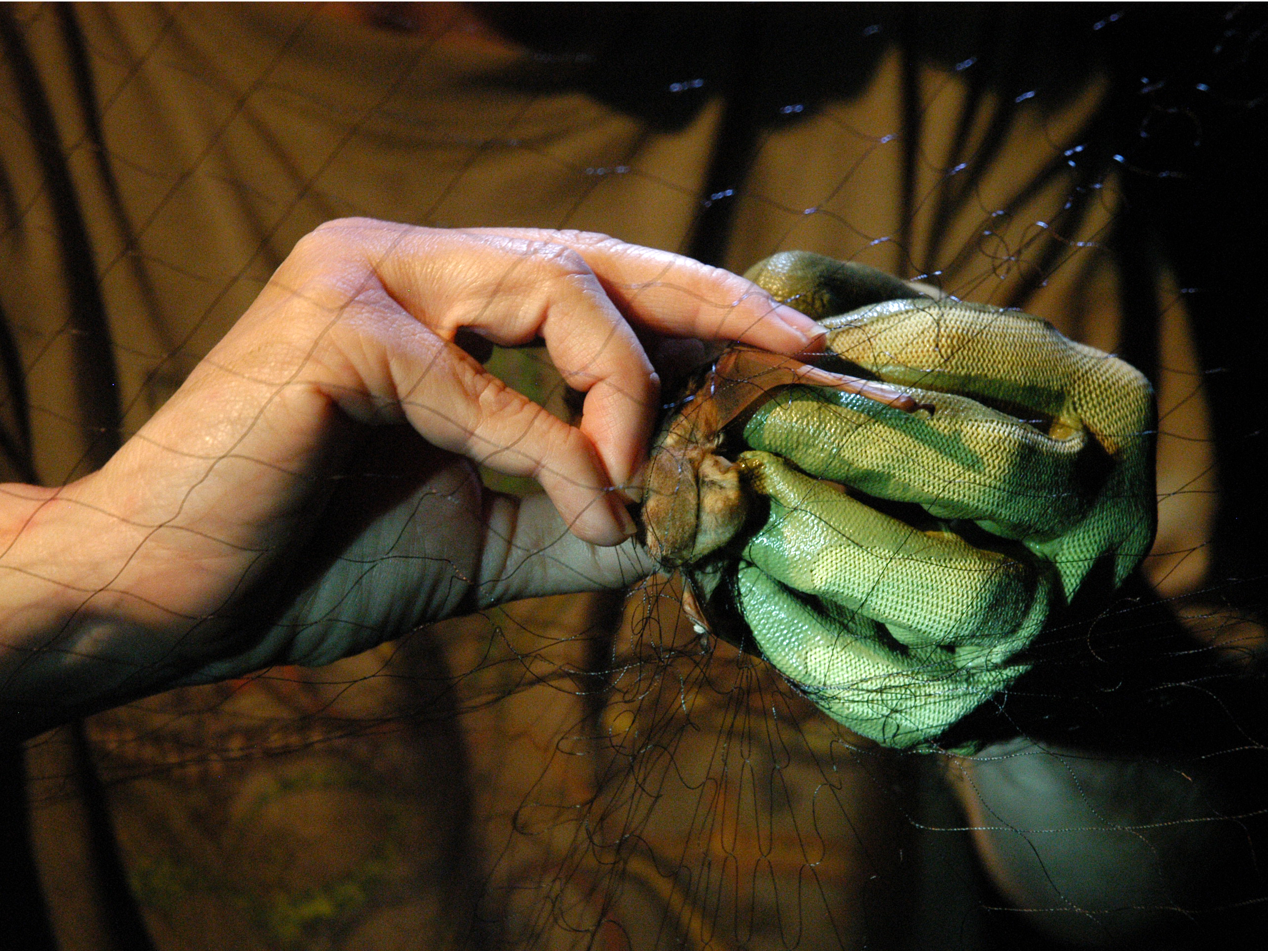 Bree McMurray removes a bat from a mist net.MU Cooperative Media Group 